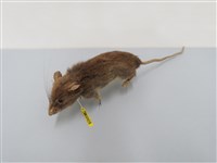 藏品(高山白腹鼠 )的圖片